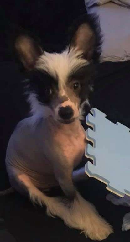 Fundoklia-völgyi Kaszanics Rómeó