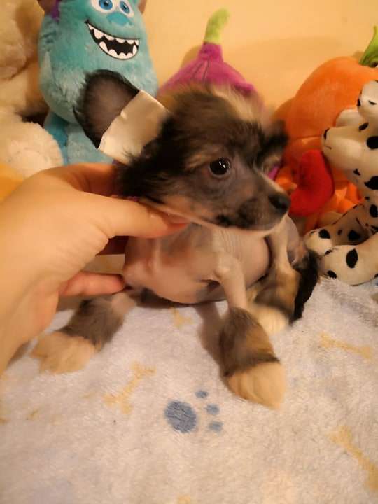 Fundoklia-völgyi Kaszanics Marcellina