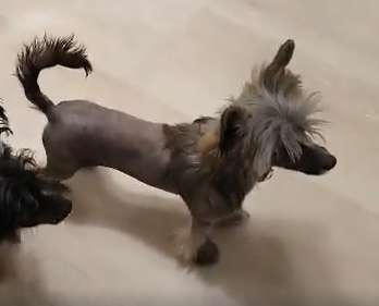 Fundoklia-völgyi Kaszanics  Julietta