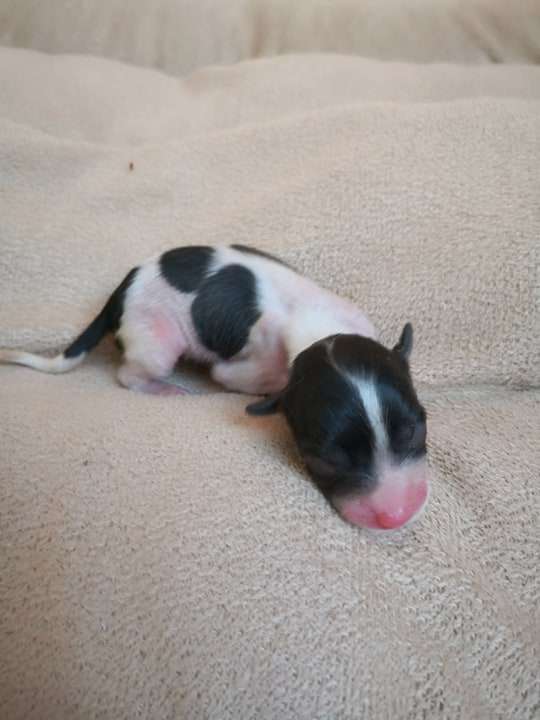 Fundoklia-völgyi Kaszanics