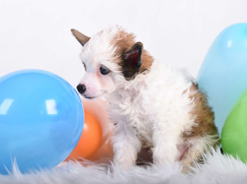 Herzbube Hannibal von Natelberg