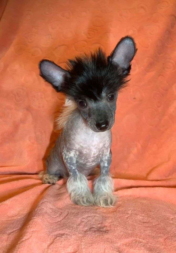 Proud Pony Virtual Reality