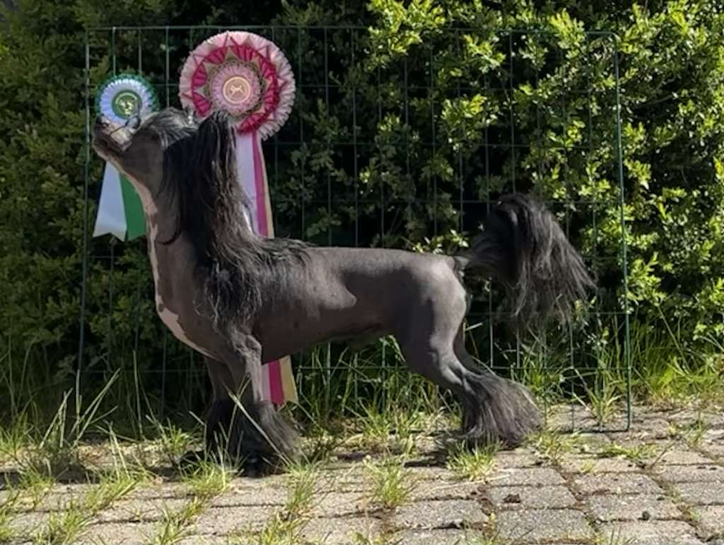 Absolute Souls Glamorous Onyx