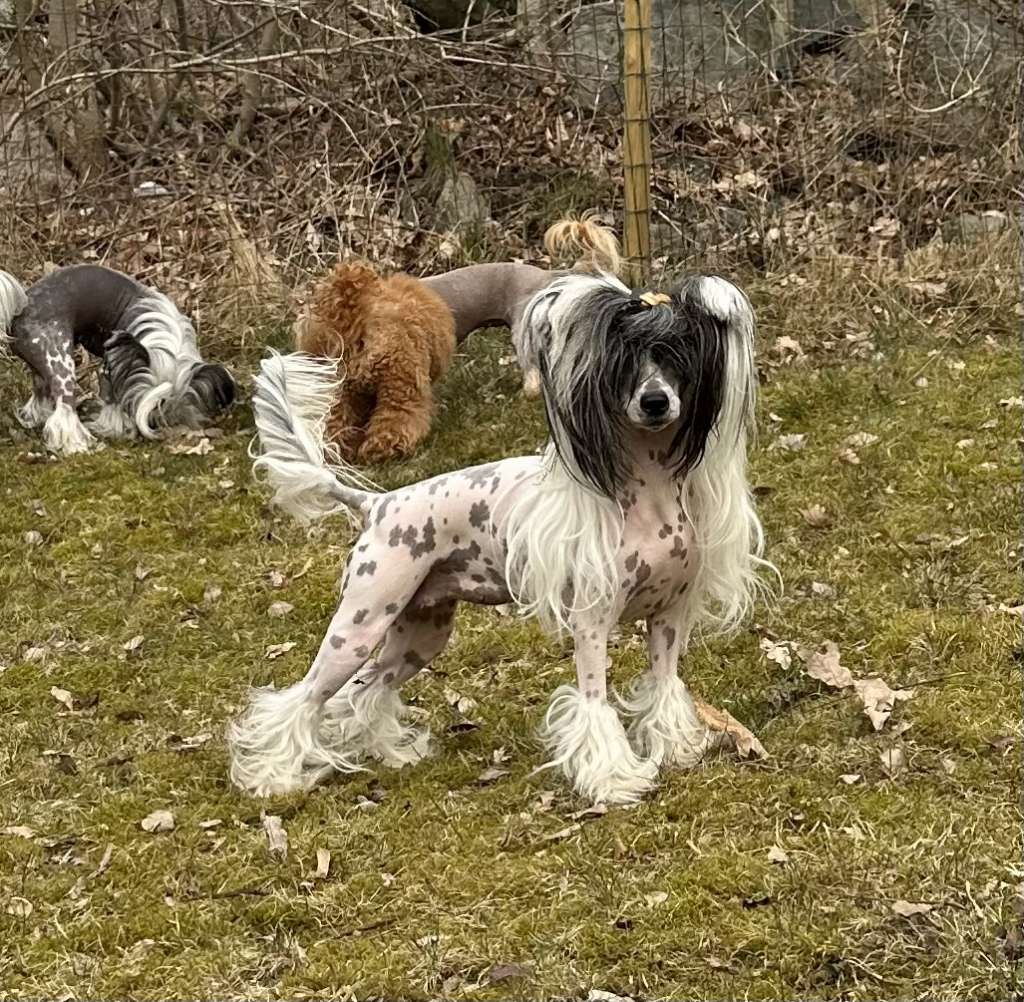 Absolute Souls Sparkling Topaz