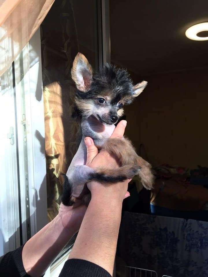 Bingwa's Blossom Eollia