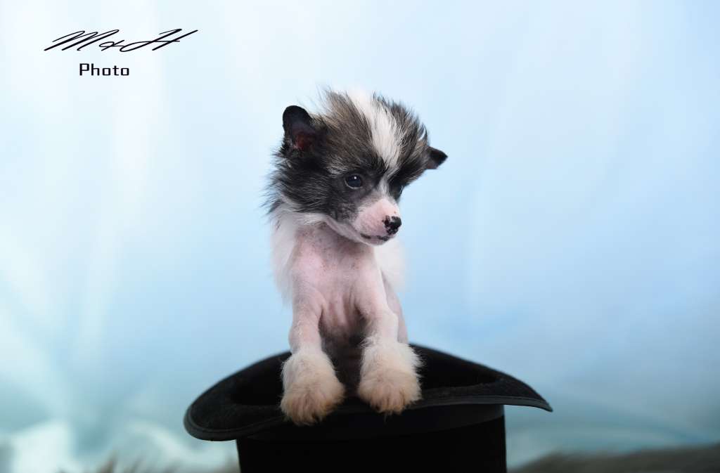 Idefix Charming Prince von Natelberg