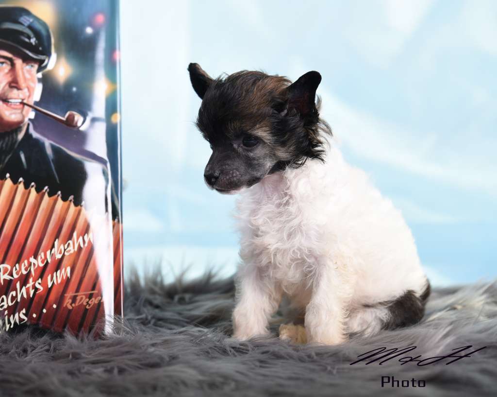 Innuendo Famous Star von Natelberg