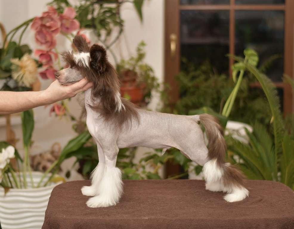 HitLine Ltd Temptation by Chocolate