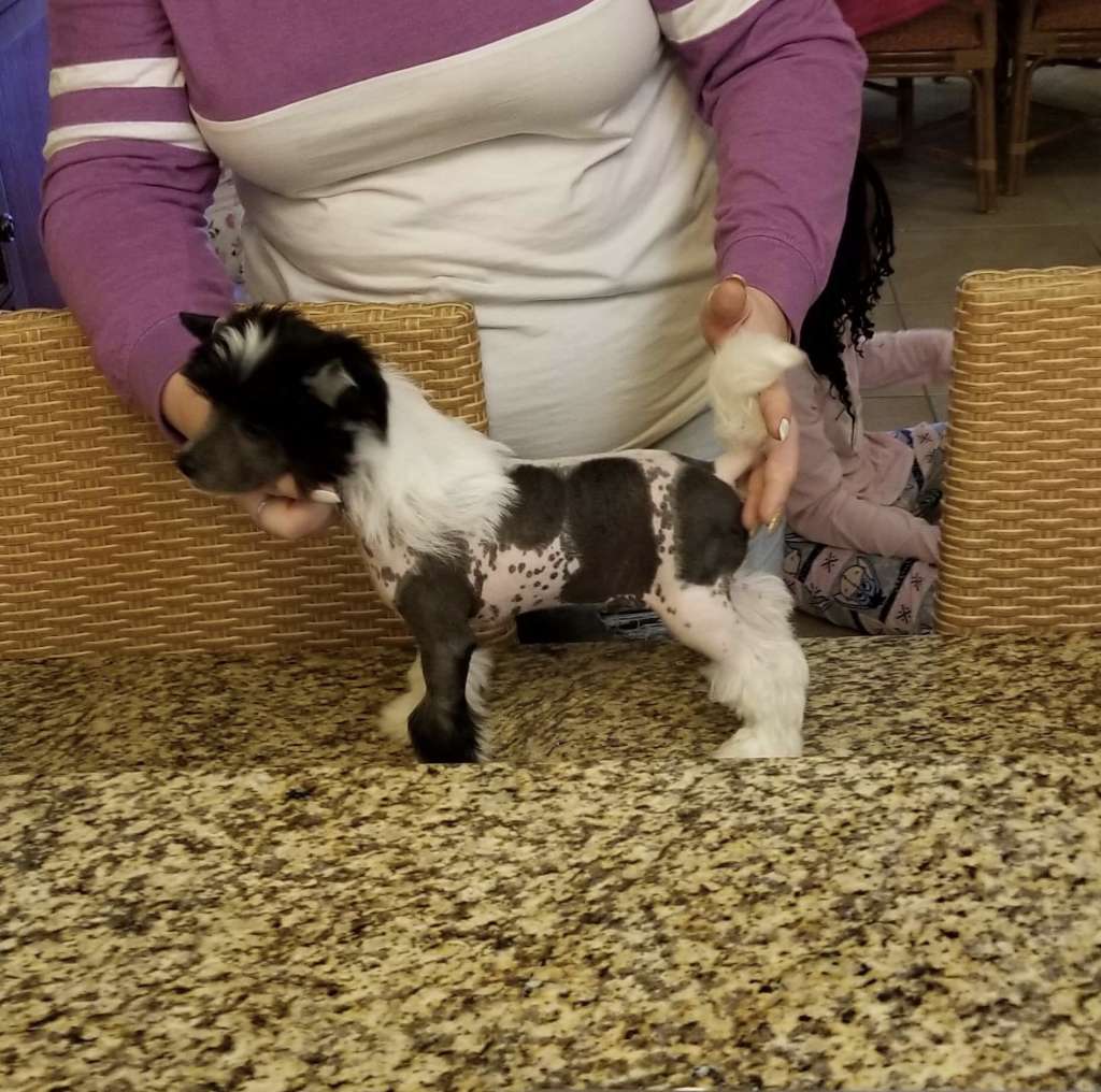 Kaylens The Wand Choose The Wizard At Newcrest