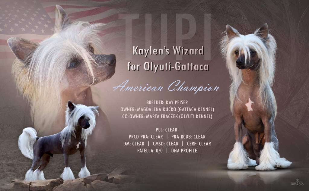 Kaylen's Wizard for Olyuti-Gattaca