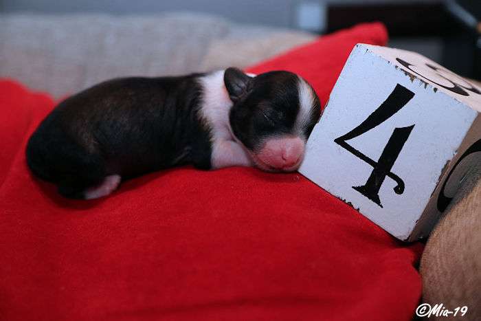 Tirlittan Wonder Woman