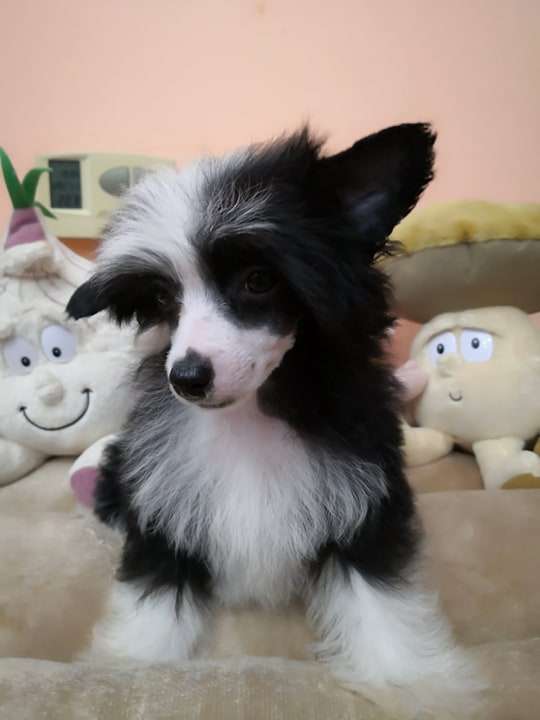 Fundoklia-völgyi Kaszanics Shillow