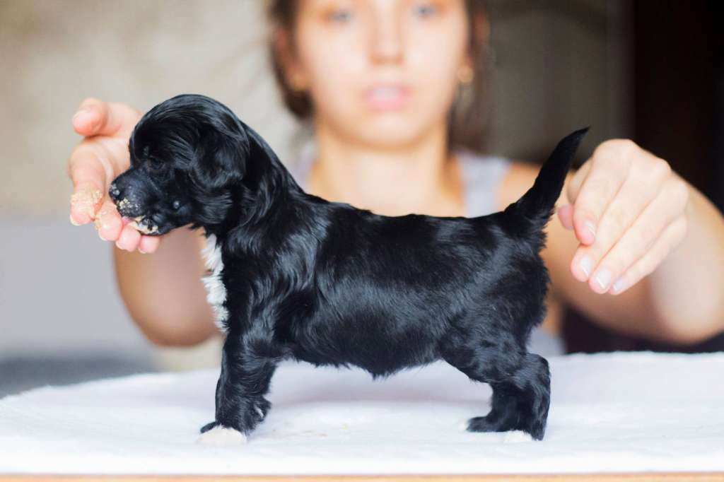 Streaptill FCI Gattaca Laura Mercier