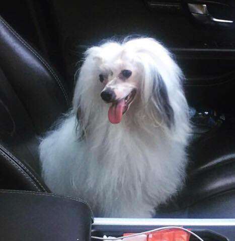 Shelcovij Shlejf Lend Ledi