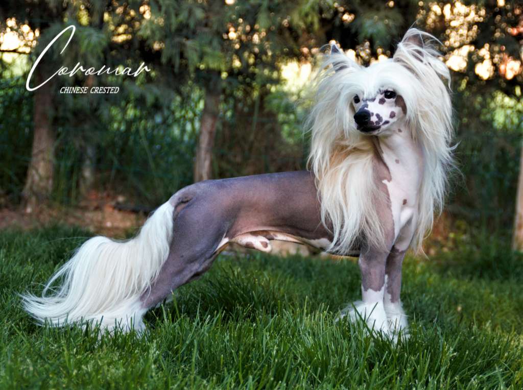 Magnus Staff Caesar The Gladiator