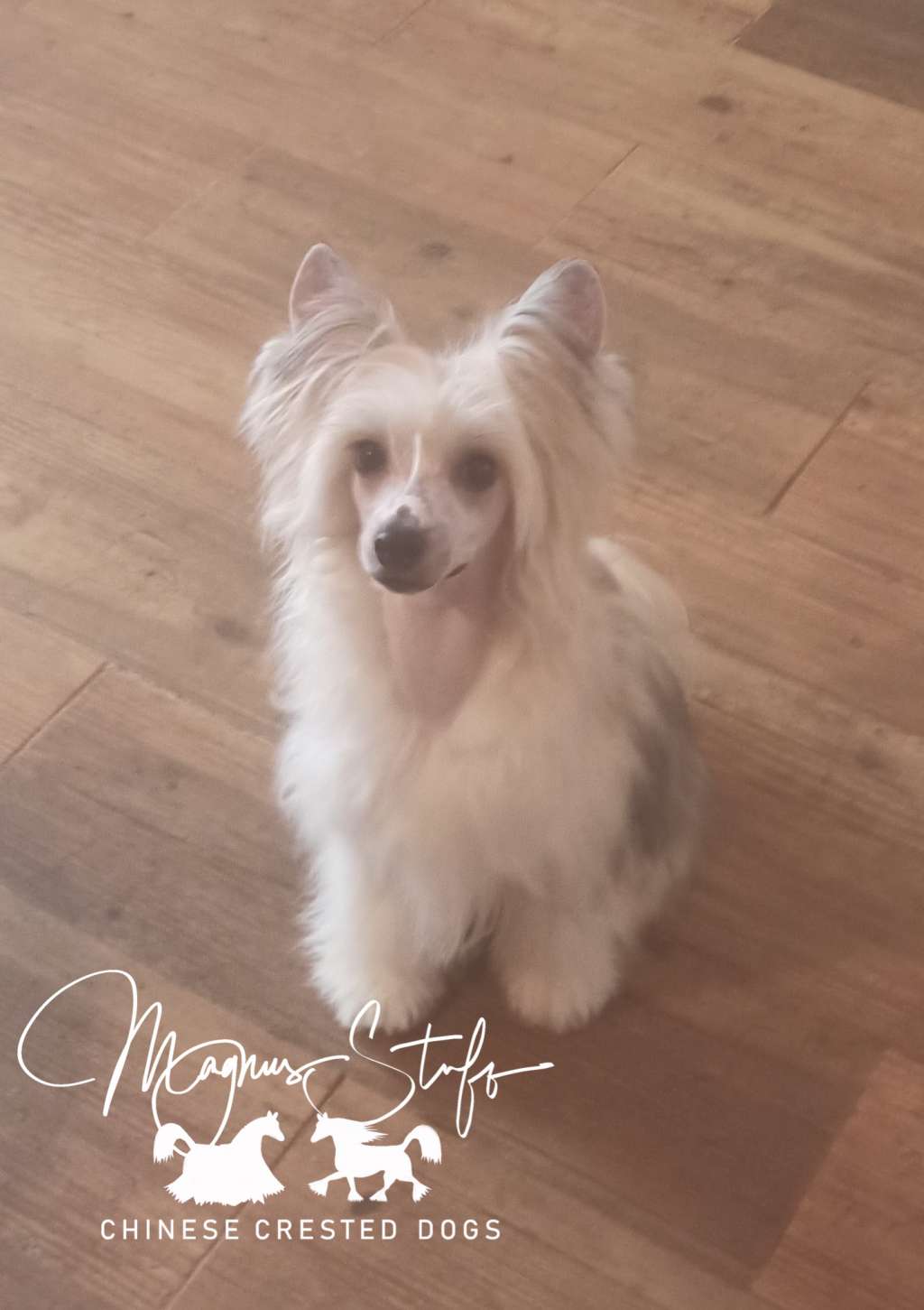 Magnus Staff Camilo The Sixth