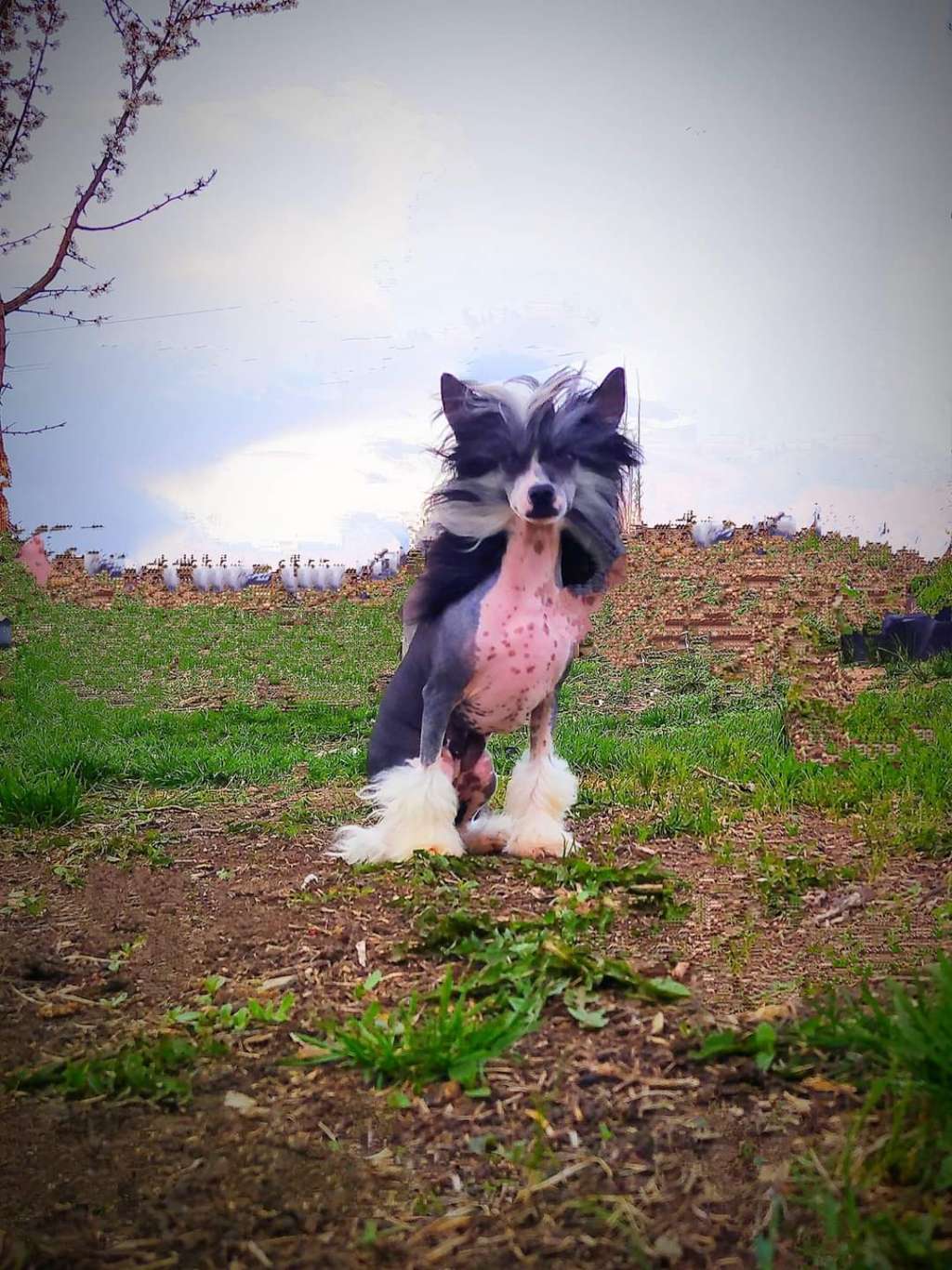 Angel O'Check Eskapada