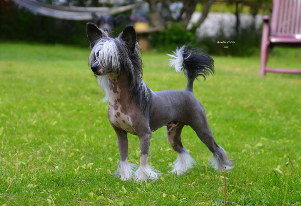 Only The Best Loke The Tricky Man