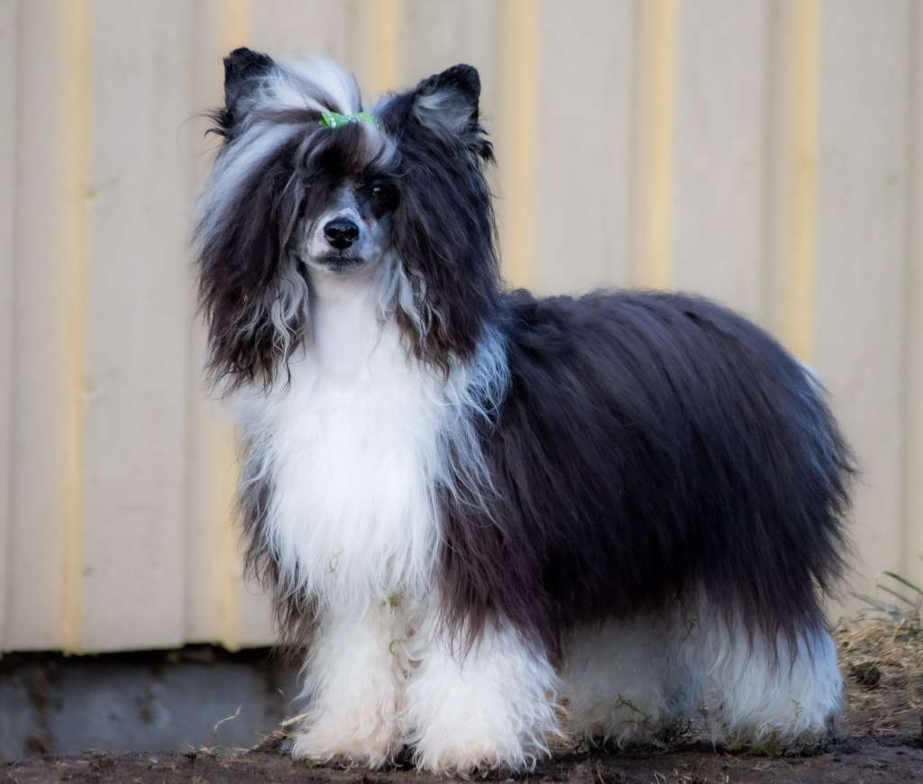 Crestilux Dream Deluxe