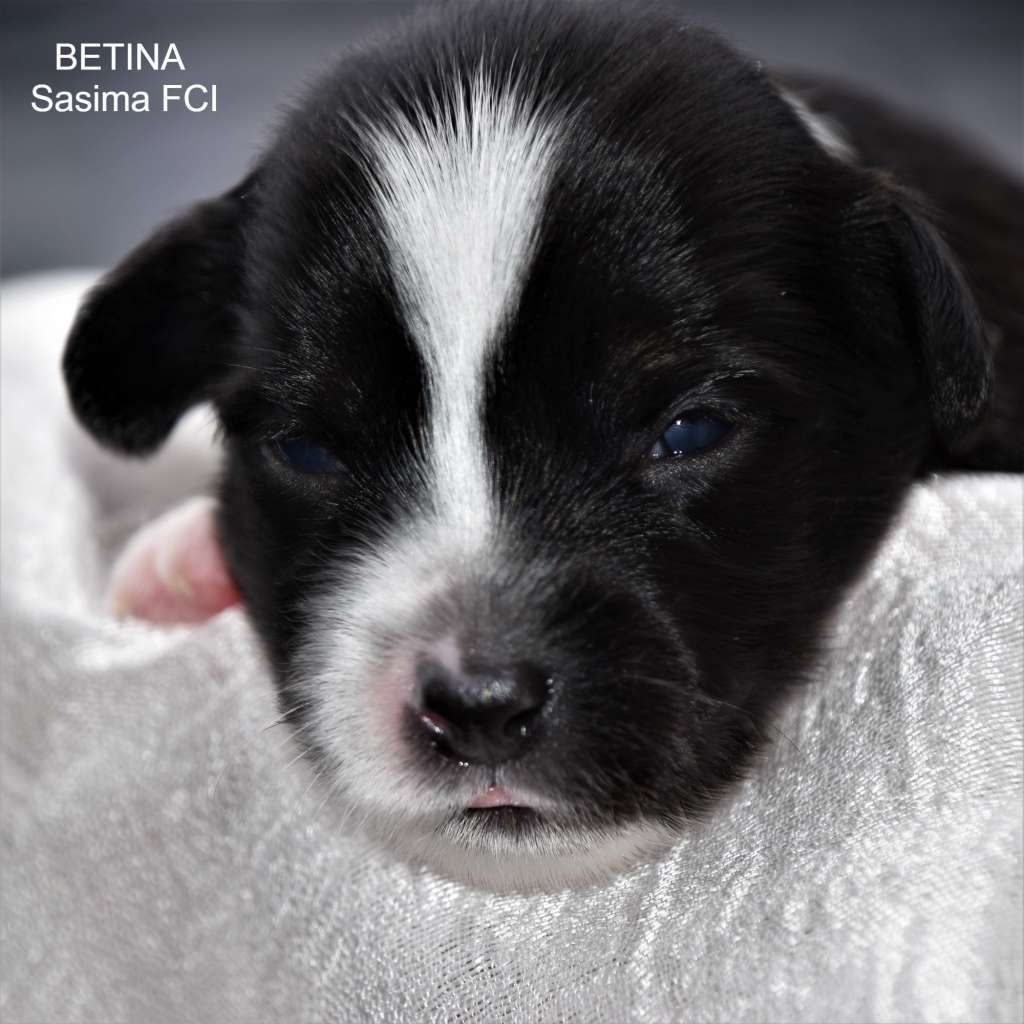 Betina Sasima FCI