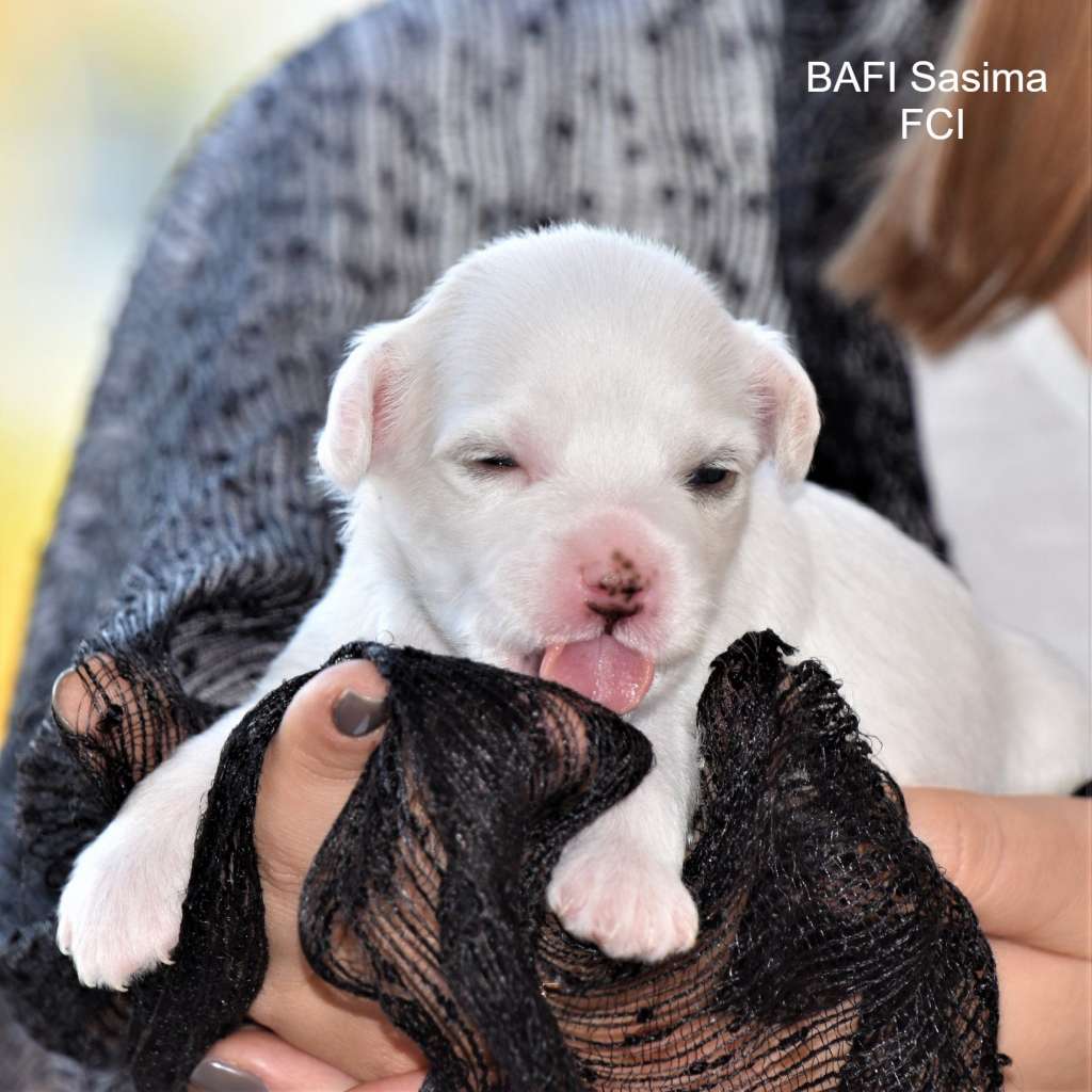 Bafi Sasima FCI