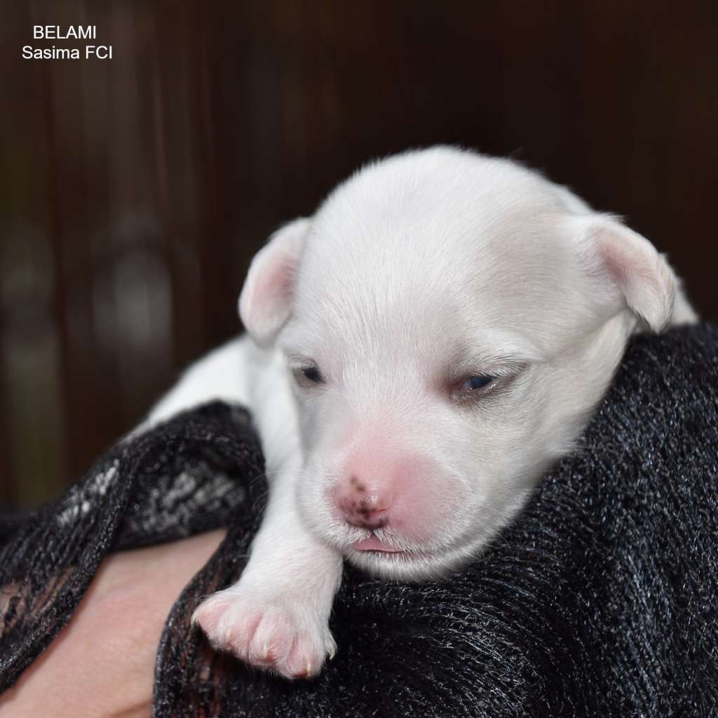 Belami Sasima FCI