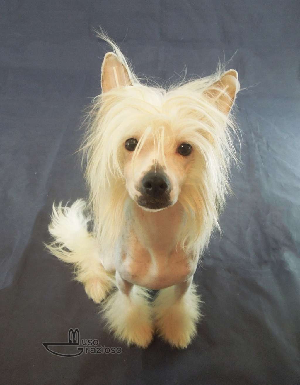 Muso Grazioso Oliver