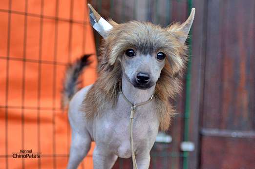 ChinoPata's Oink Oink