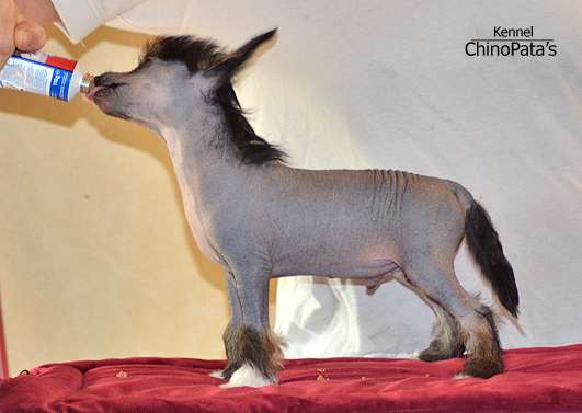 ChinoPata's Oh Shit Pomfritt