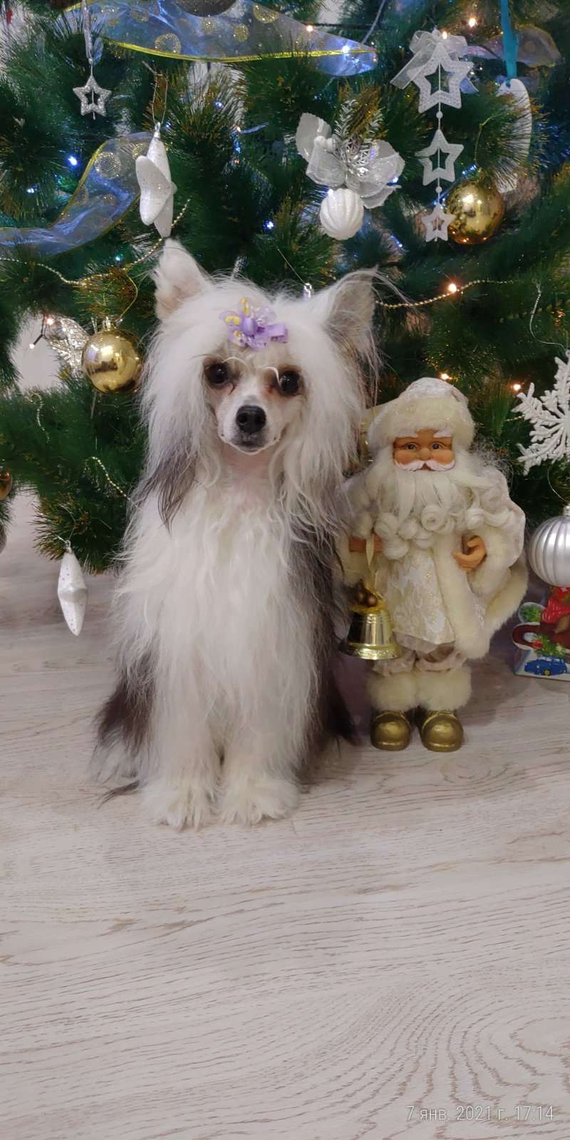 Astrum Anima Bellatrix