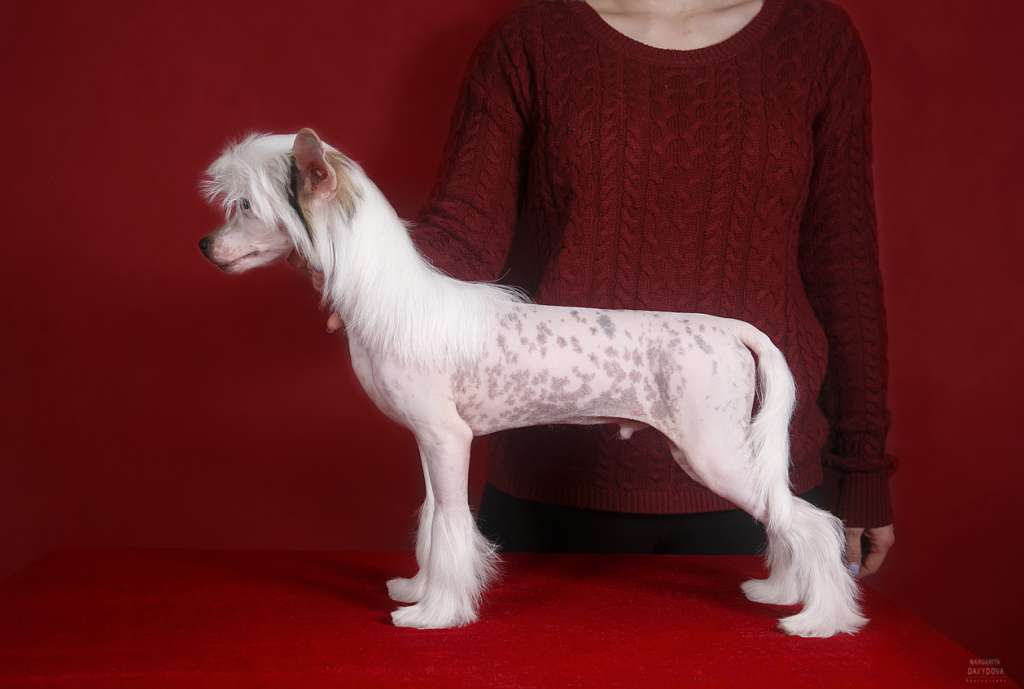 Astrum Anima Bertram