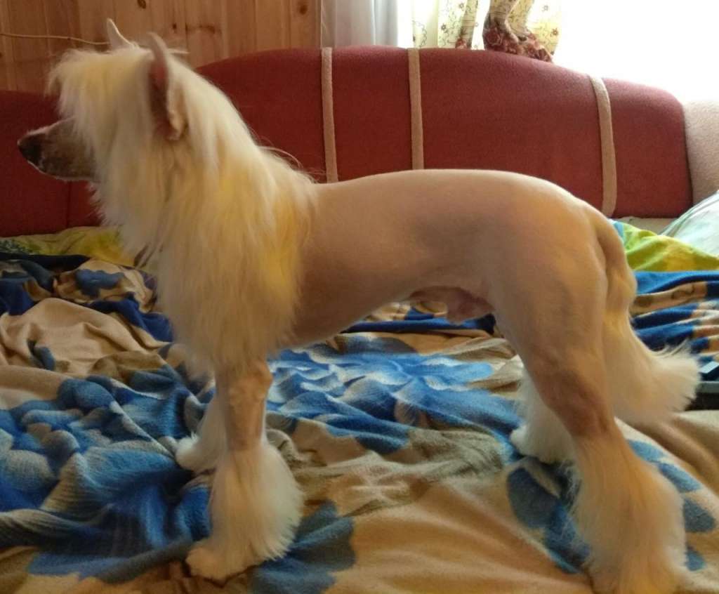 Vinni Iz Chudnoy Doliny