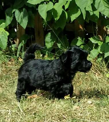 Junior Gintaro Magija