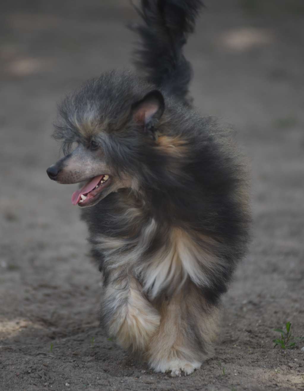 Rocky iz Sozvezdiya Khana