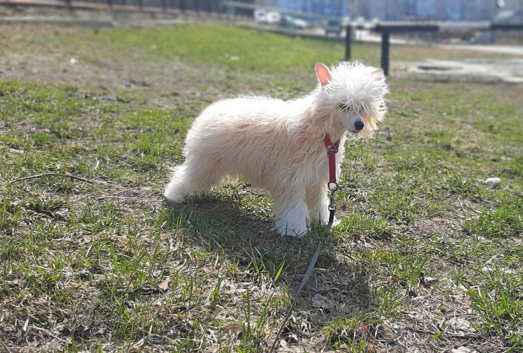 Taiga Star Buona Fortuna