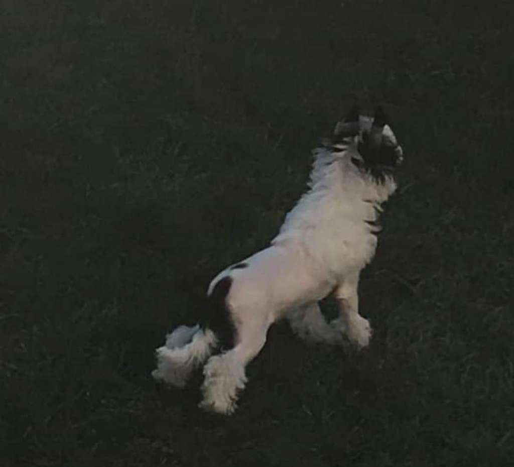 INSTEAD Artemisia del Grigione