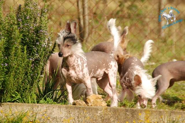 Diao Chan's Banjakoo