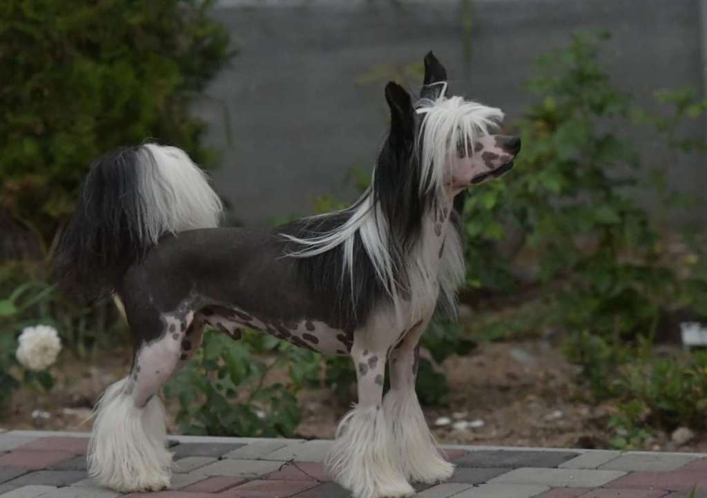 HitLine Ltd Super Banzai