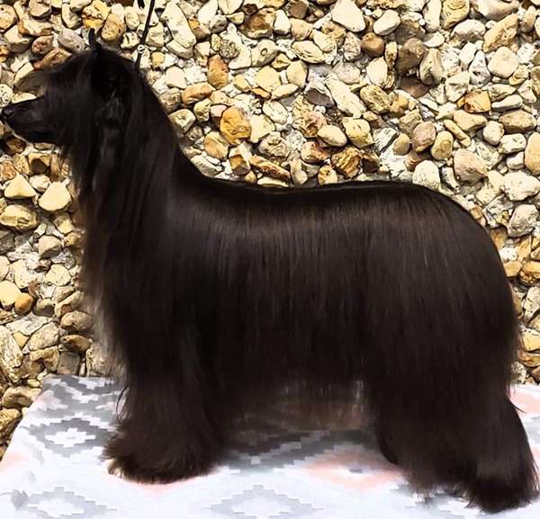 Edelweiss Whole Lotta Love