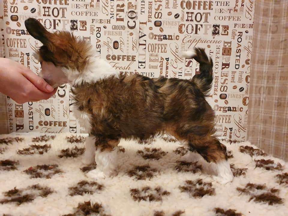 Pinky Twinky Freya's Passion