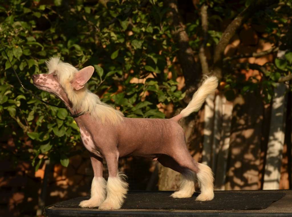 Golden Diamond Cresteds Sir Flamingo