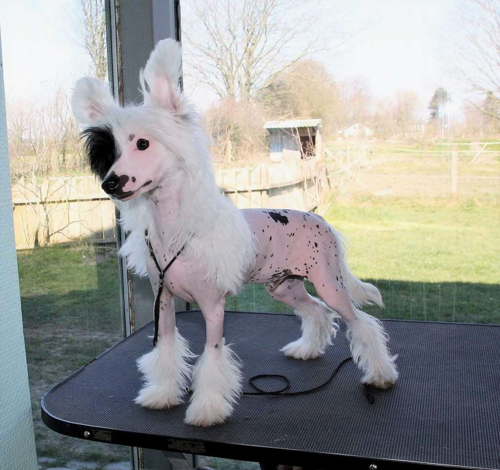 Be My Dog's Xalando