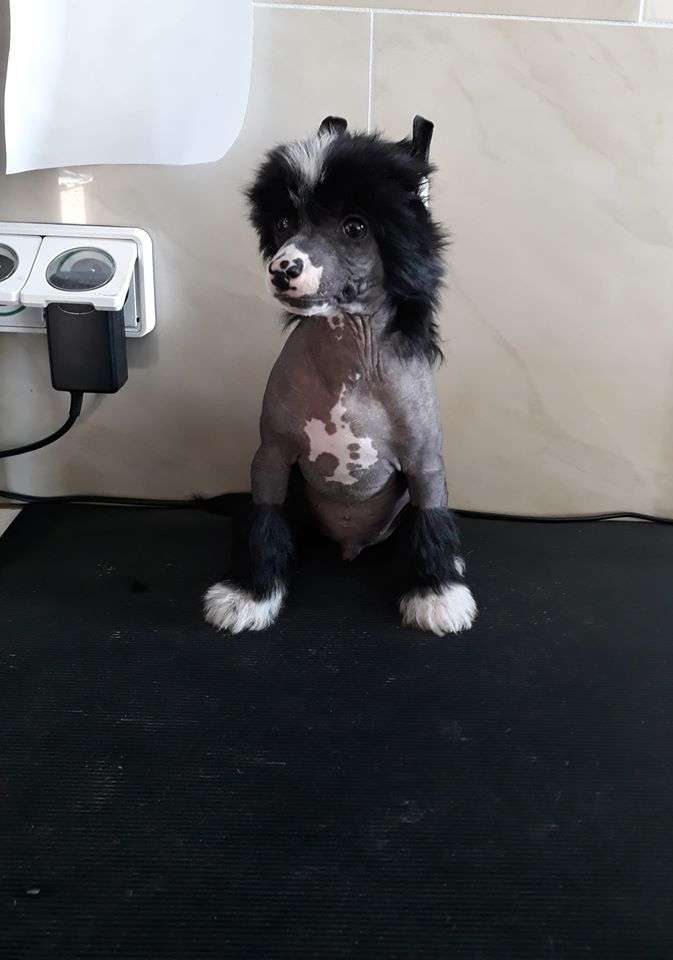 Little Dog Of Dream Phantom