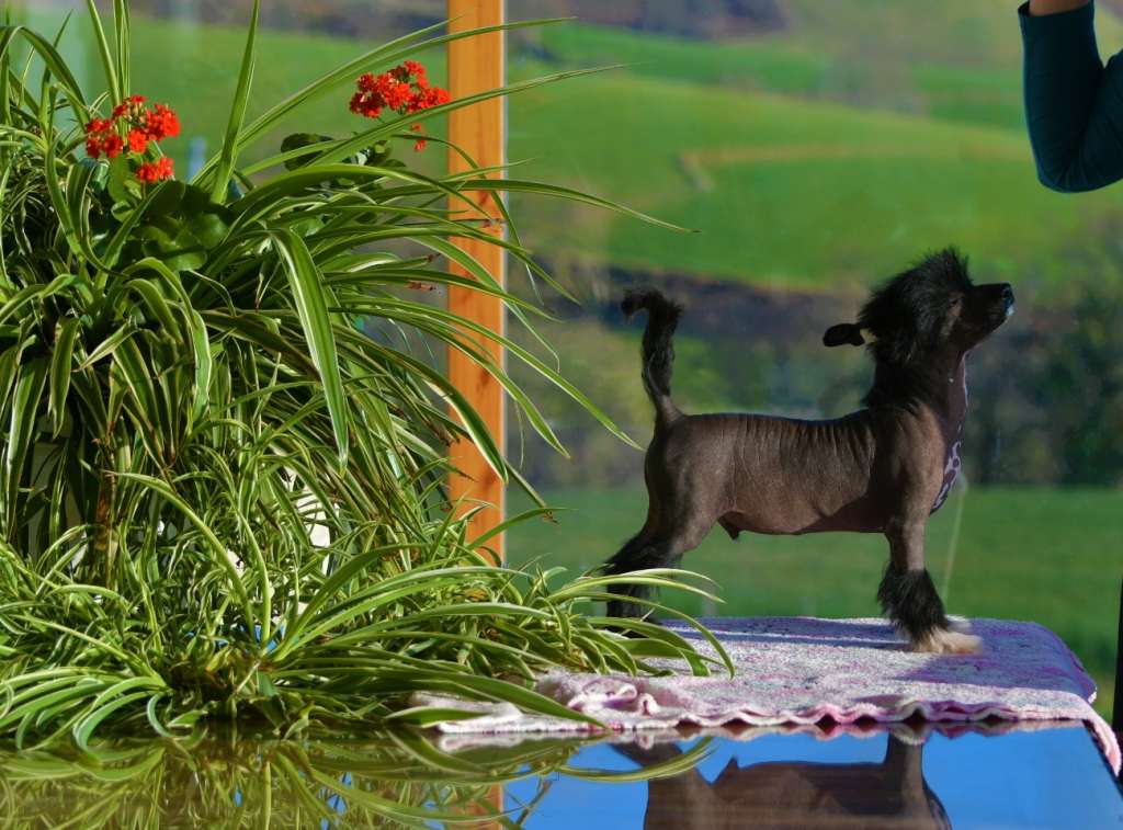 Little Dog Of Dream Poker