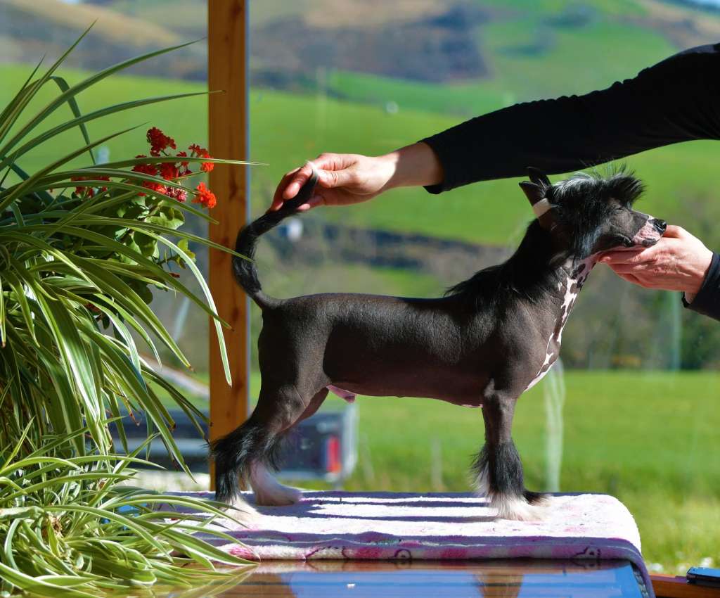 Little Dog Of Dream Pharaon