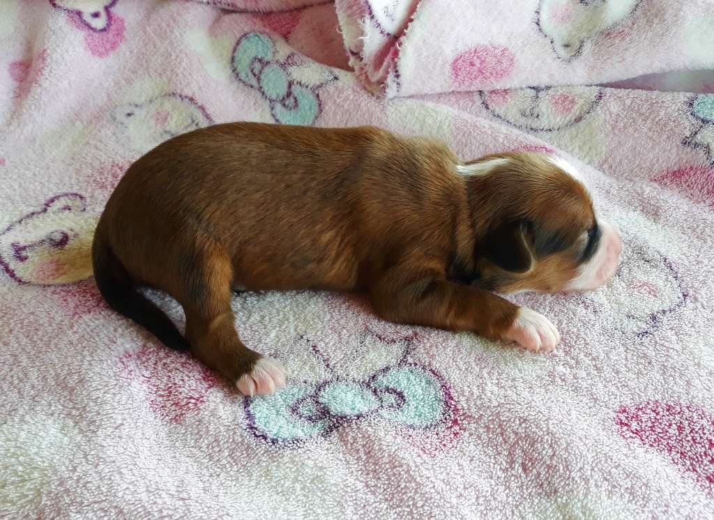 Little Dog Of Dream Petite Nahia