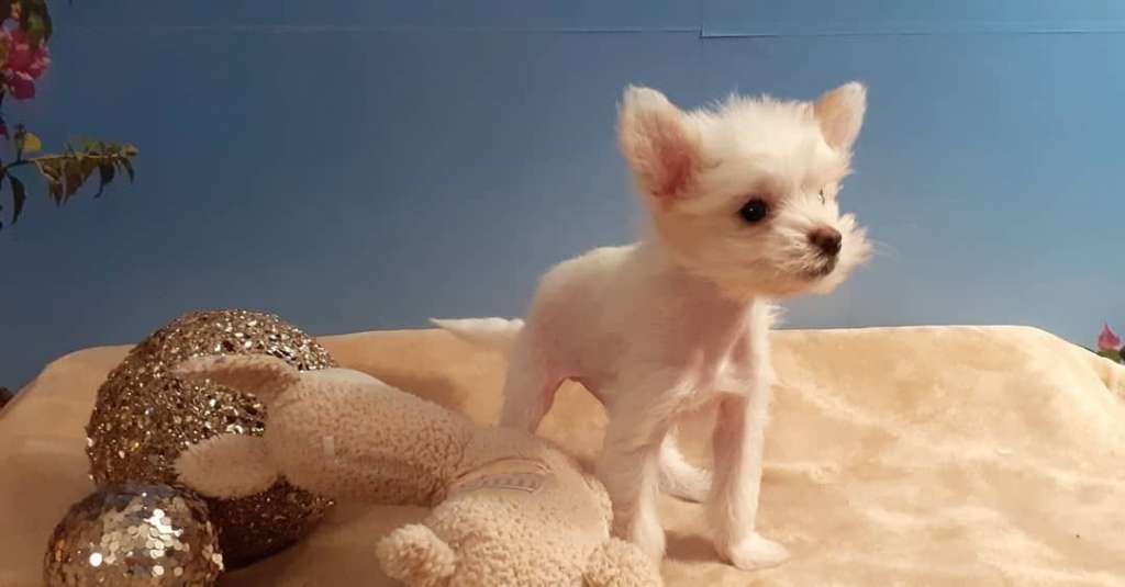 Aatrox von Jungeroth