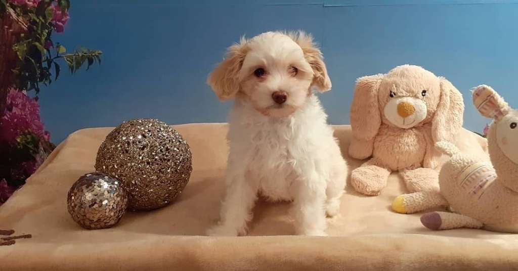 Alexios von Jungeroth