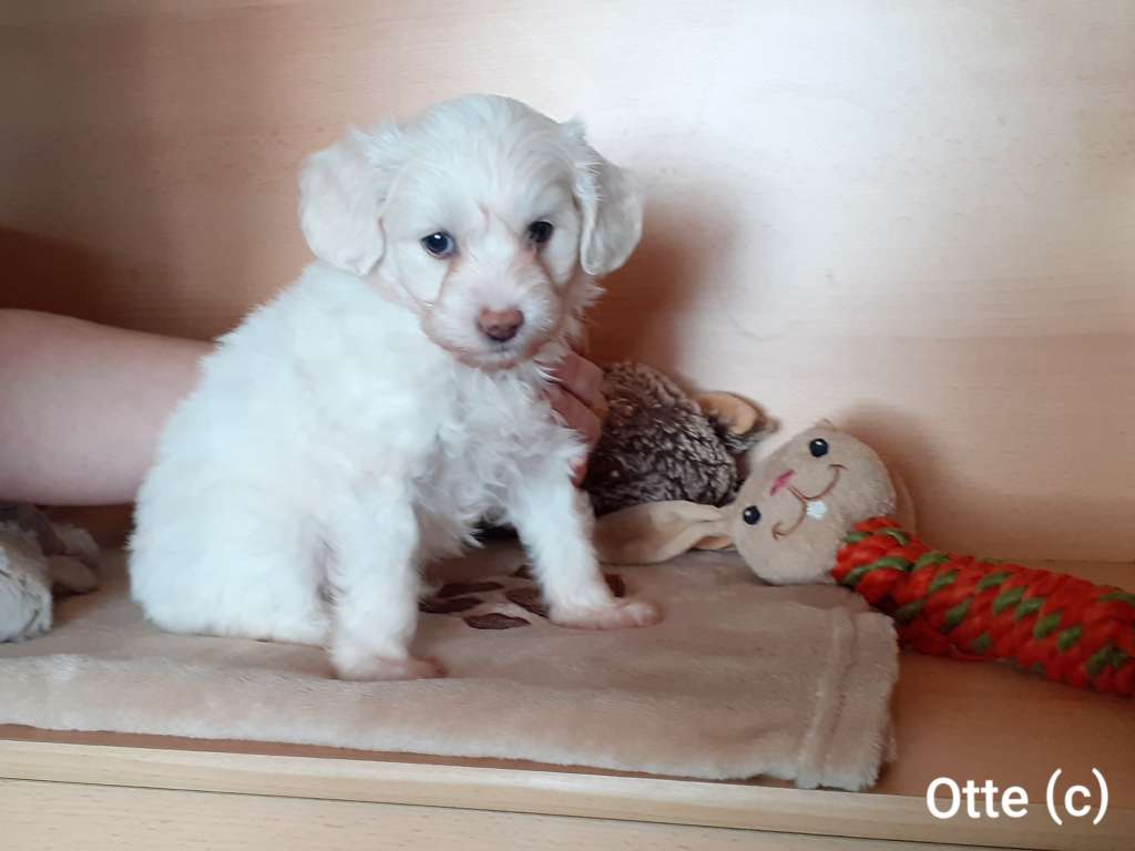 Aurelion-Sol von Jungeroth