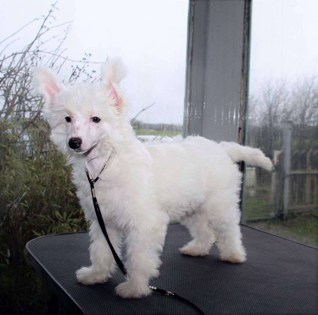 Be My Dog's Xalea Elva